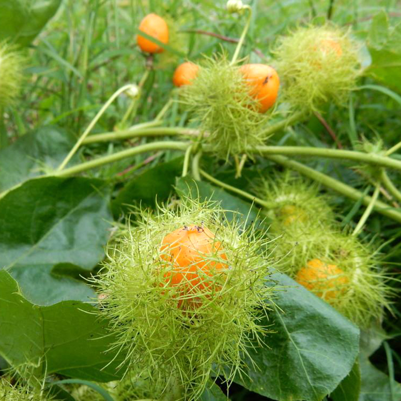 SUGOFA