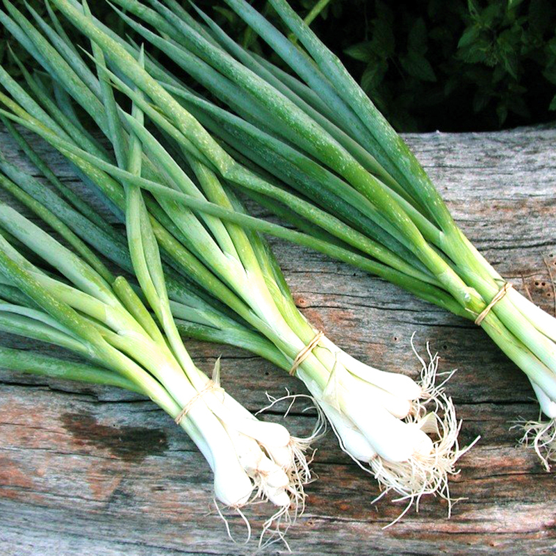 SUGOFA