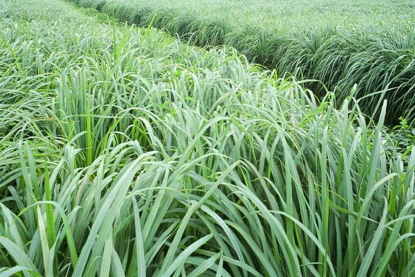 SUGOFA