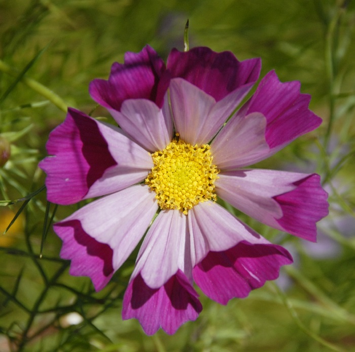 SUGOFA